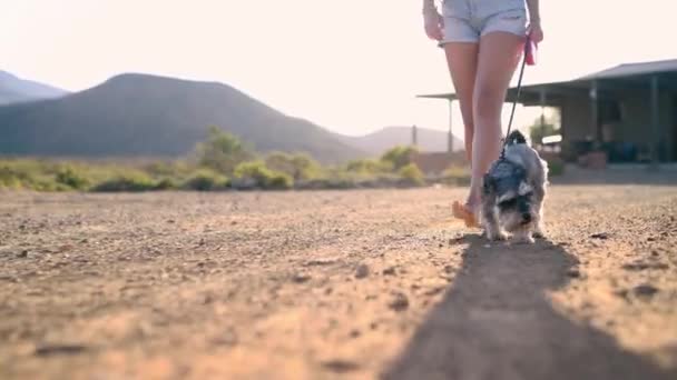 Kobieta Pies Stopy Ścieżce Przygoda Lub Odkryty Razem Dla Kondycji — Wideo stockowe