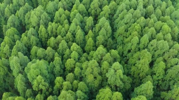 Drone Δάση Και Πράσινα Δέντρα Στη Φύση Της Ζούγκλας Την — Αρχείο Βίντεο