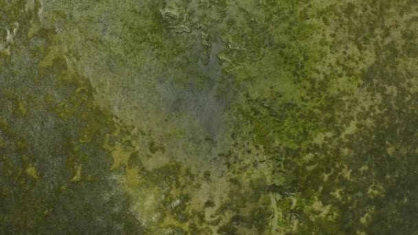 Воздушные Беспилотники Зеленые Земли Природного Болота Озера Сельского Хозяйства Сельской — стоковое видео