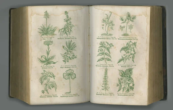 Old book, plants and vintage pages of herbs in biology for medical study or history against a studio background. Closeup of historical novel, botanical journal or education for natural remedy.