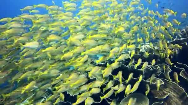 ダイビング 動物や海の背景と水泳魚 サンゴ礁や海の水 ハワイの水中 熱帯動物グループと野生動物と水族館 海洋生態系 — ストック動画
