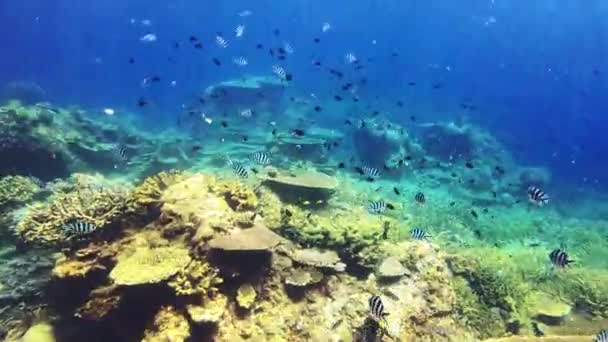 Natação Mergulho Pontos Vista Peixes Subaquáticos Liberdade Vida Marinha Paz — Vídeo de Stock