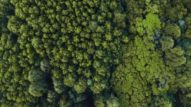 Aerial View Forest Green Trees Nature Jungle Growth Land Woods — Stock Video