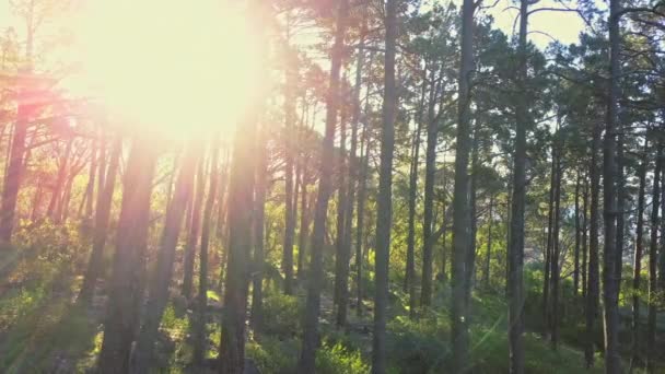 Дерева Ліси Літнє Сонце Природі Відкритому Повітрі Сільській Місцевості Росту — стокове відео