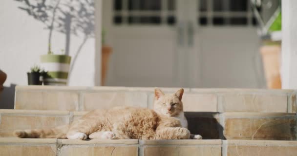 Evcil Hayvan Kedi Hayvan Evdeki Basamaklarda Oturuyor Arka Bahçede Yalnız — Stok video