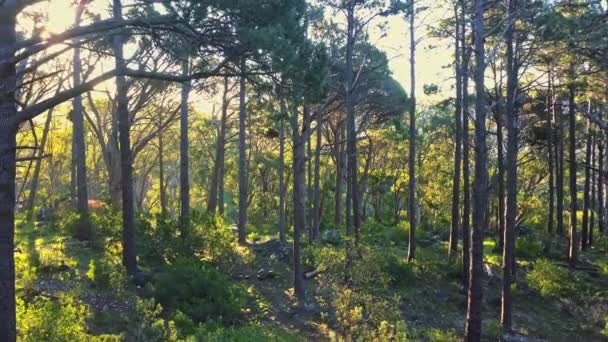 Alberi Foreste Sole Estivo Nella Natura All Aperto Nella Campagna — Video Stock