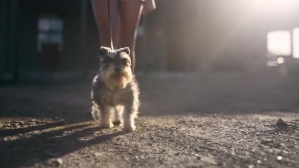 Mujer Perro Paseante Pies Calle Aventura Aire Libre Juntos Para — Vídeos de Stock