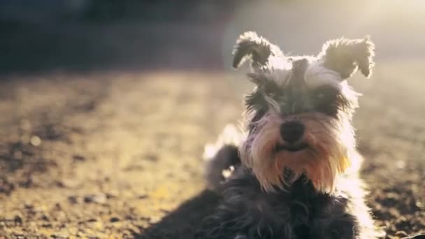 Světlice Vítr Pes Venku Zemi Relaxovat Čerstvém Vzduchu Jako Domácí — Stock video