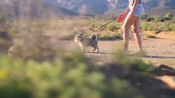 Vrouw Wandelende Hond Voeten Natuur Avontuur Buiten Samen Voor Fitness — Stockvideo