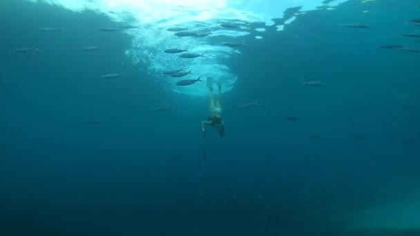 Snorkling Spjut Och Kvinna Havet För Fiske Jakt Och Fånga — Stockvideo