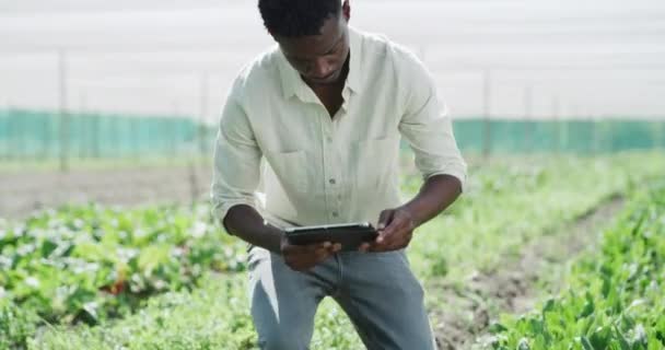 Tablet Agricoltore Uomo Nero Digitando Serra Ispezione Delle Colture Ricerca — Video Stock