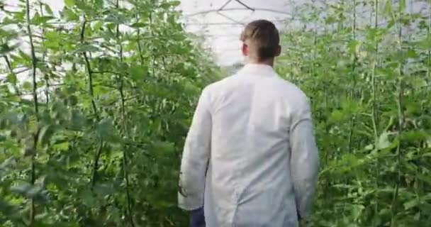 Wandelen Plantenwetenschapper Mens Kas Voor Kruideninspectie Eco Groeiwetenschappelijk Onderzoek Natuurduurzaamheid — Stockvideo