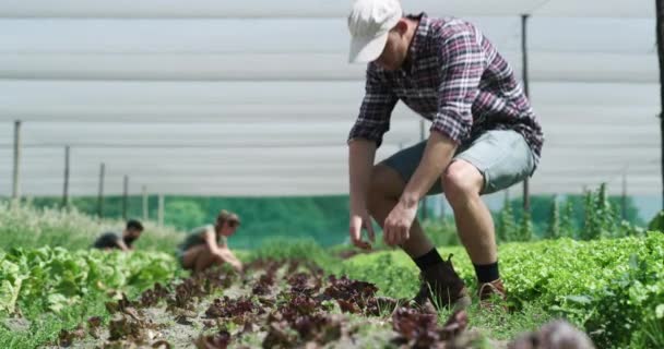 Bauernhof Landwirtschaft Und Mensch Prüfen Gemüse Auf Bodennährstoffe Ernte Und — Stockvideo