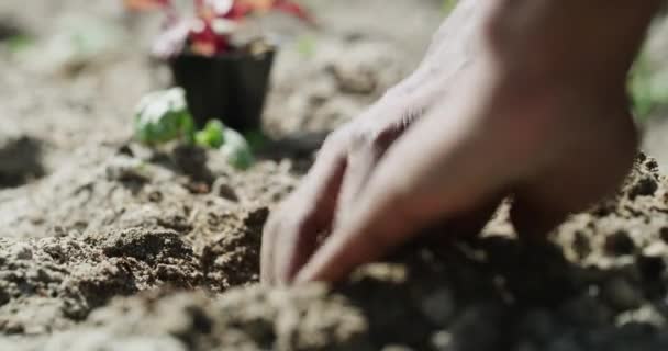 Fazenda Planta Mãos Agricultor Solo Para Verificar Nutrientes Para Plantio — Vídeo de Stock
