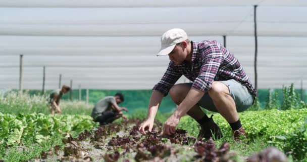 温室内の農場 人間は 土壌栄養素 作物の成長のための野菜をチェックします 健康的な植物や天然物のための農業 持続可能性と男性の農家の園芸 — ストック動画
