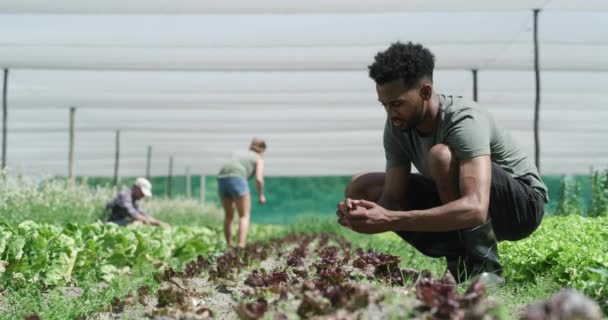 농사일 그리고 농사일 농작물 재배를 토양으로 흑인들을 혼란시켰다 가능성 농부는 — 비디오