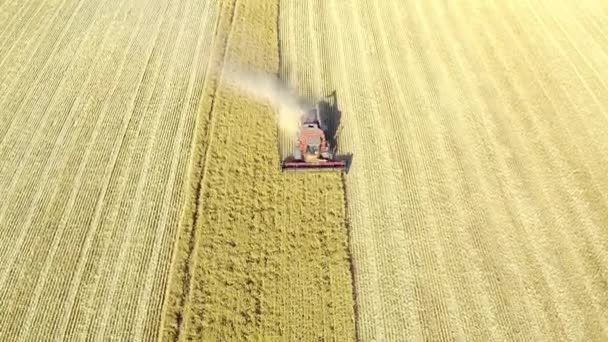 Tractor Harvest Drone Outdoors Farm Agricultural Equipment Wheat Corn Field — Stock Video