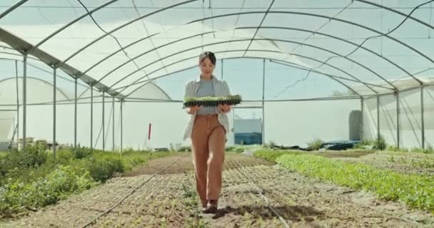 Asijské Ženy Rostliny Chůze Skleníku Pro Zemědělství Zemědělství Nebo Sklizeň — Stock video
