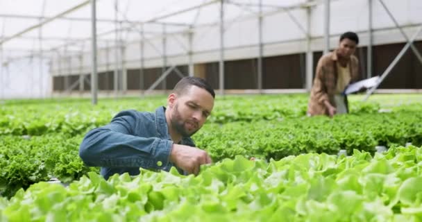 Landwirt Inspektor Oder Gewächshaus Pflanzen Als Landwirtschaftliches Wachstum Nachhaltigkeit Oder — Stockvideo