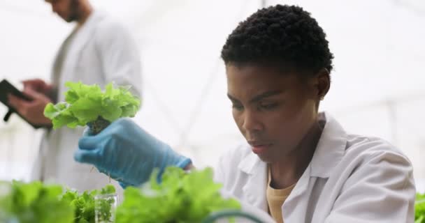 Plantas Sustentável Cientista Mulher Uma Estufa Fazendo Pesquisa Estudando Botânica — Vídeo de Stock