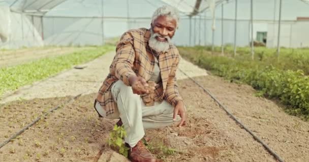 Çiftçi Kıdemli Adam Yüzleri Tarıma Sürdürülebilirliğe Bir Seraya Bitki Yetiştirmeye — Stok video