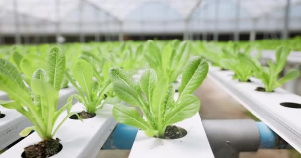 Granja Hidropónica Hojas Invernadero Primer Plano Producción Vegetal Innovación Agrícola — Vídeo de stock