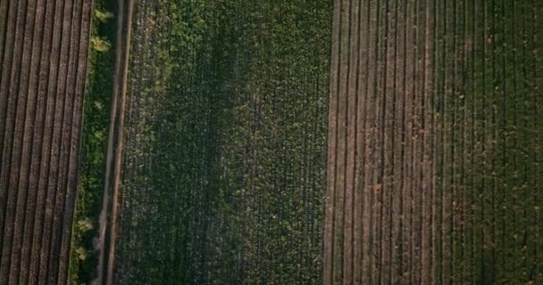 Bauernhof Landwirtschaft Und Drohne Der Landschaft Feld Für Die Entwicklung — Stockvideo