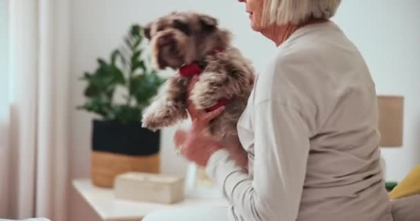 Ηλικιωμένη Γυναίκα Σκύλος Και Αγκαλιά Στο Υπνοδωμάτιο Αγάπη Φροντίδα Και — Αρχείο Βίντεο