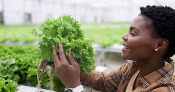 用于农业 检查和可持续发展的温室中的妇女 莴苣或生长 农民或从事作物 收获或蔬菜的专业人员 用于营养或生态 — 图库视频影像