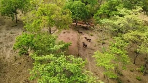 Büffel Wildnis Oder Drohne Bäumen Safari Trip Oder Tierabenteuer Feld — Stockvideo