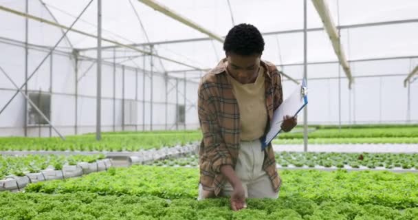 Farmer Nursery Woman Garden Clipboard Quality Control Agriculture Gardening Growth — Stock Video