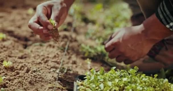 Fazenda Mão Homem Plantio Com Areia Para Desenvolvimento Crescimento Plantas — Vídeo de Stock