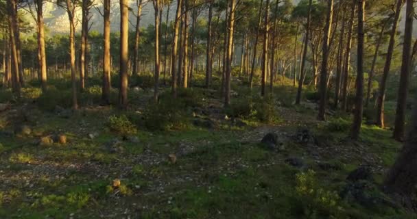 Természet Fák Szabadság Erdőben Békével Zennel Természeti Szépséggel Friss Levegővel — Stock videók
