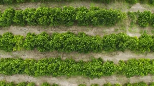 Vistas Aéreas Paisagens Vinícolas Para Agricultura Sustentabilidade Crescimento Ecológico Indústria — Vídeo de Stock
