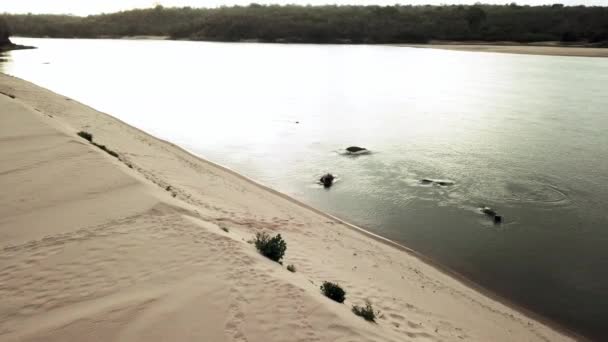 Doğal Yaşam Çevre Ekosistem Için Tanzanya Yüzen Doğa Nehir Aygırları — Stok video