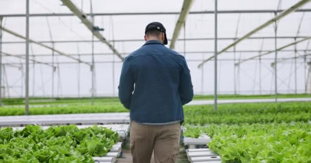 持続可能で環境に優しい野菜の研究のために 温室で水力発電所の成長と科学者をレタスします ガーデンサイエンス 近代的な農業革新 品質管理のための節水 — ストック動画