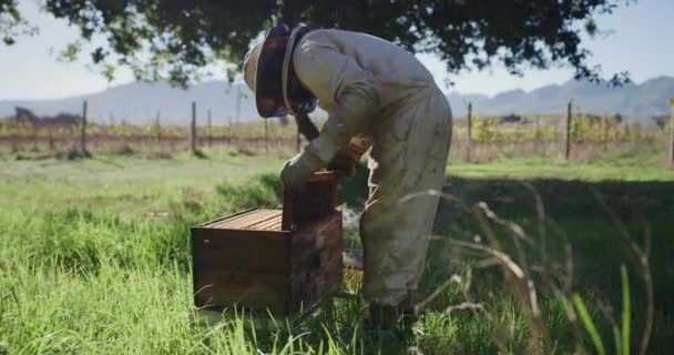 农业和养蜂人与蜂箱蜂蜜 蜂窝和花粉生产的自然 农业和农民在可持续农场收割农产品 有机或天然食品 — 图库视频影像
