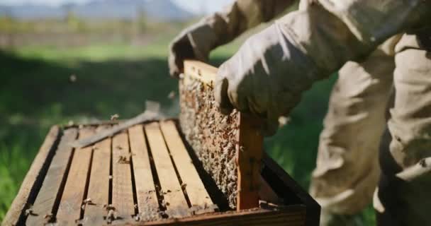 農業労働のためのミツバチと蜂蜜の農業のための田舎 養蜂家の手と農場の煙 持続可能性 ミツバチは昆虫農家と自然の中で屋外の安全スーツで収穫と従業員をワックス — ストック動画