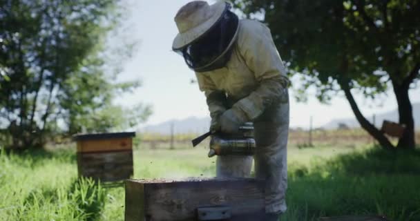 养蜂业 养蜂业和农民用烟雾机生产蜂蜜 蜂窝和花粉 可持续耕作 农业和养蜂人吸烟 收获农产品 有机和天然食品 — 图库视频影像