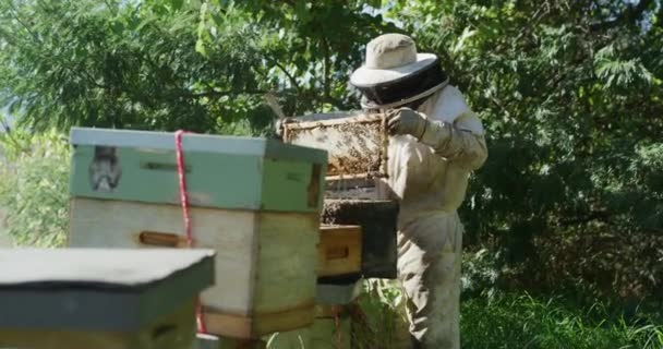 Arı Çiftliği Kovan Iskeleti Arı Yetiştiricisi Bal Hasadı Bal Peteği — Stok video