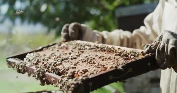 Duurzame Bijenteelt Arbeiders Landbouw Houden Zich Bezig Met Bijenteelt Honing — Stockvideo