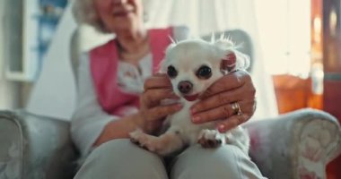 Kıdemli kadın, kanepe ve köpek oyun, hafıza, bakım, aşk ve okşanmayı düşünen evde. Yaşlılar, evcil hayvanlar ya da hayvanlar evde, emeklilik ya da huzur konuşarak, nezaketle ve mutlulukla.