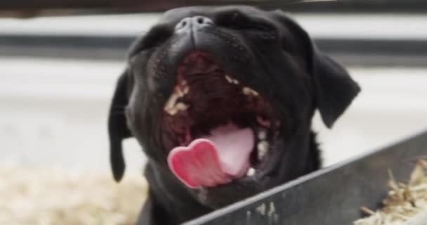Pies Mops Ranczo Gospodarstwie Stabilny Szczęśliwy Charakter Wsi Zwierząt Domowych — Wideo stockowe