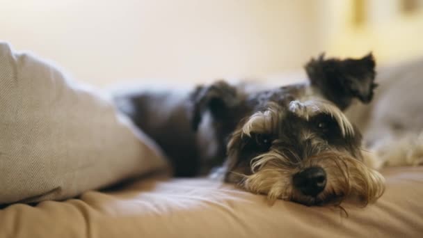 在家里穿衣 狗和床 以舒适 健康和健康的方式在公寓里放松 休息和安宁 毛毯或床单中的小狗 宠物或动物 在室内平静 发育和生长 — 图库视频影像