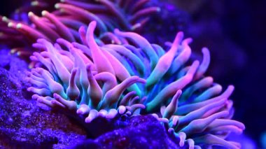 Anemon, akvaryumu olan okyanus ve deniz bitkileri ve mavi sularda Hawaii su mercan resifi. Su altı, deniz yosunu ve deniz manzarası mor renkli balıklar ve tropikal ekosistem ve doğada çevre.