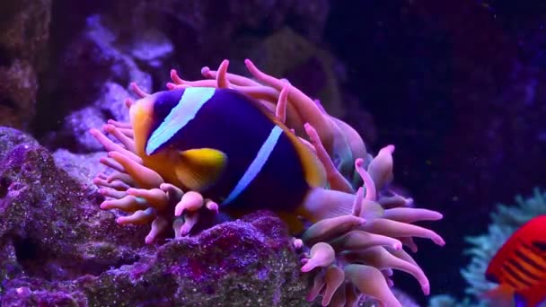 水族馆中的海洋和海鱼以及蓝水中的夏威夷水族珊瑚礁 海藻和海景与自然中的动植物和热带生态系统及环境 — 图库视频影像