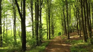 Orman, ağaçlar ve yeşil bitkilerle yürüyüş yolları ve baharda doğada çimen manzarası. Çevre, yürüyen toprak yol ve açık havada güneş ışığı. Ekosistem ve ekoloji geçmişi var..