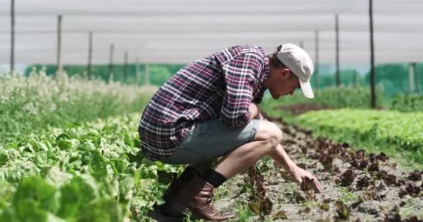 人間は野菜 作物の成長のための土壌検査を行っている 持続可能性 および農村部の有機 健康な植物および天然農産物のための男性の農園 — ストック動画