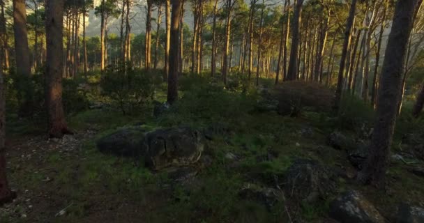 Árboles Naturaleza Libertad Bosque Con Paz Belleza Zen Natural Aire — Vídeos de Stock