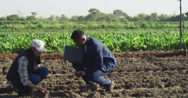 Adamı Kadın Çiftçi Ekin Teftişinde Toprak Kontrolünde Tarım Pazarlığında Doğada — Stok video